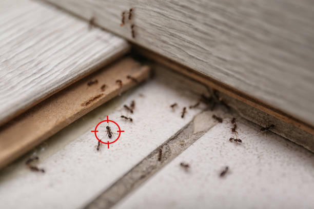 Best Bed Bug Extermination  in Clayton, NM