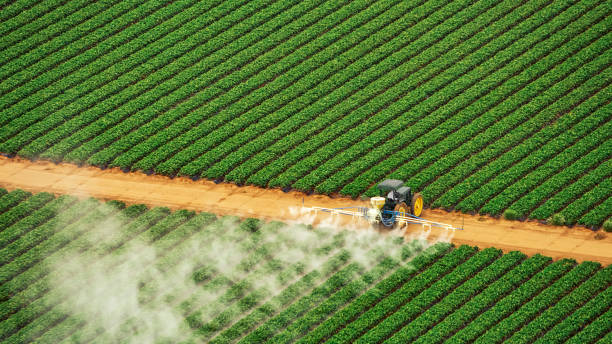 Best Ant Control Services  in Clayton, NM