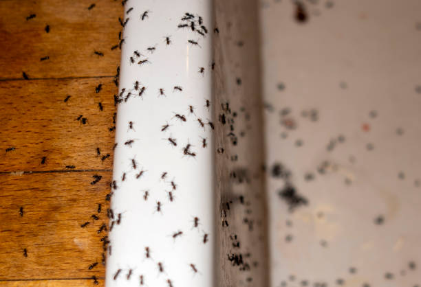 Insect Control in Clayton, NM